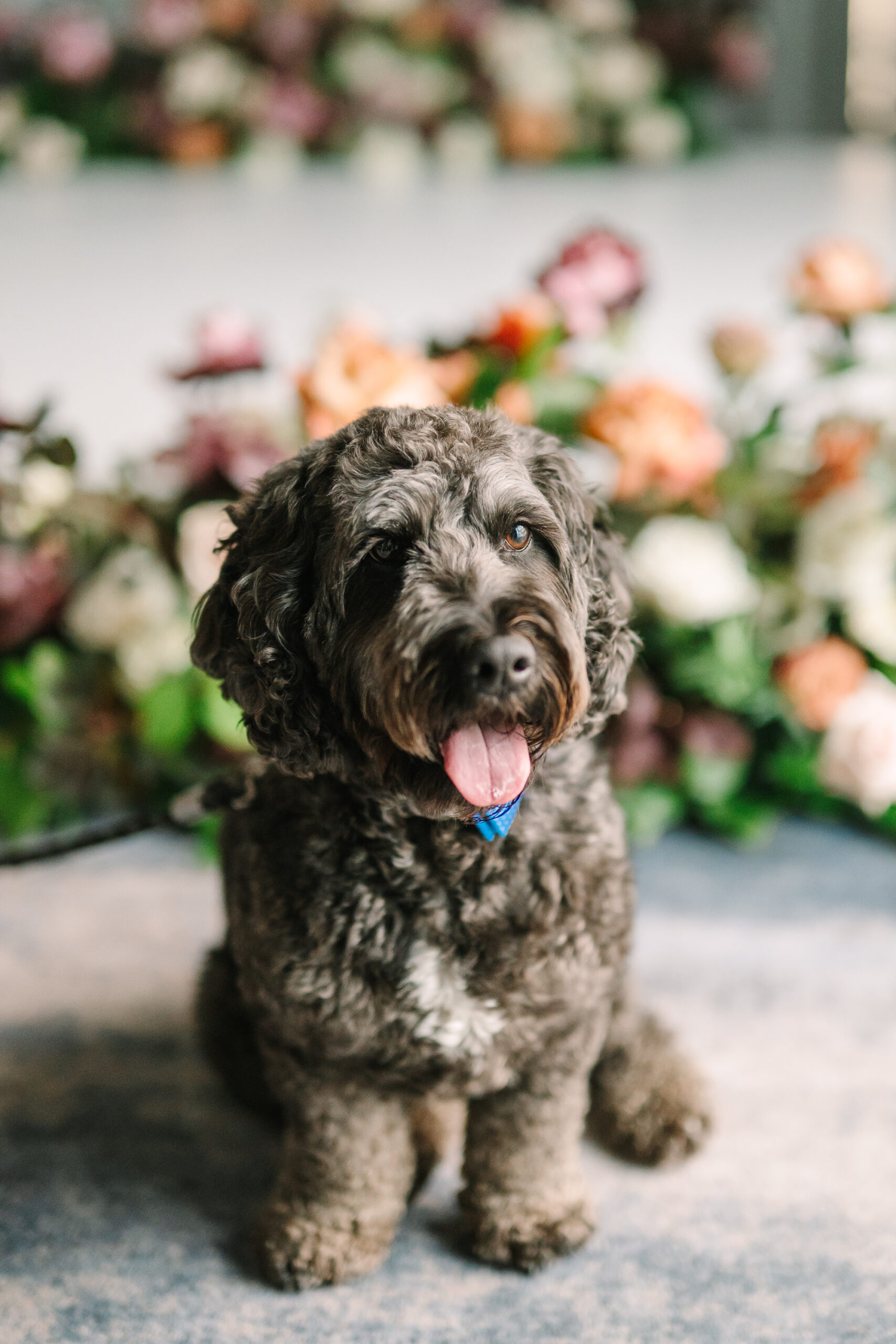 A fluffy dog sits in front of the florals at it's owners wedding